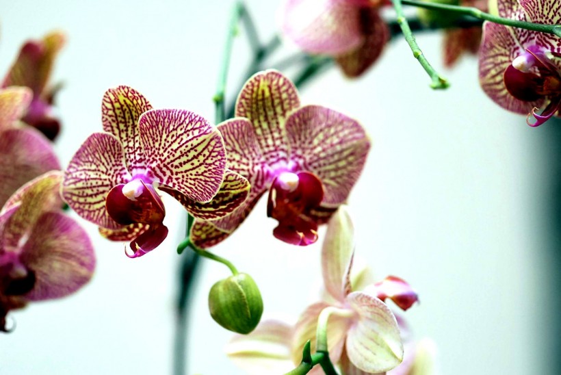 点击大图看下一张：蝴蝶兰花卉图片