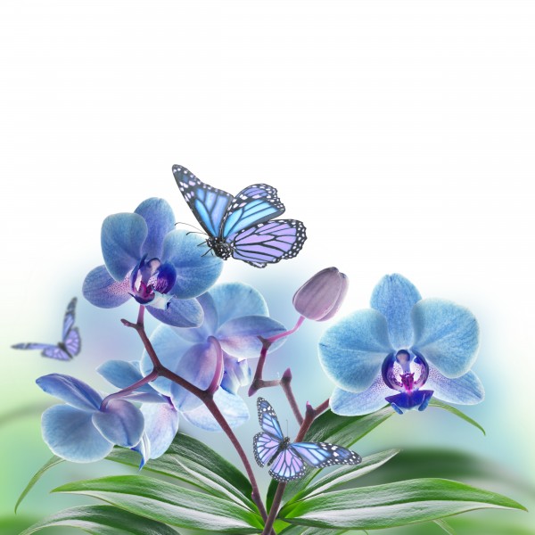点击大图看下一张：各种颜色的蝴蝶兰图片  