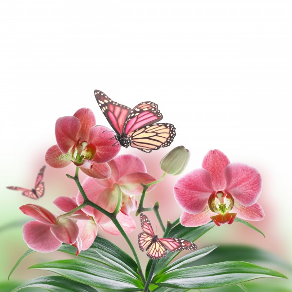 点击大图看下一张：各种颜色的蝴蝶兰图片  