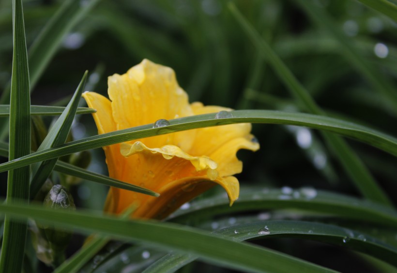 点击大图看下一张：迷人蕙兰花卉图片