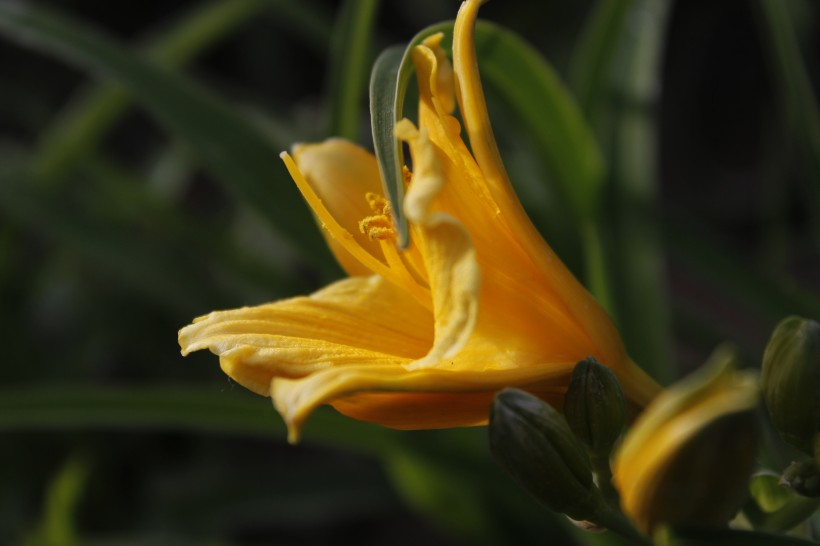 点击大图看下一张：迷人蕙兰花卉图片