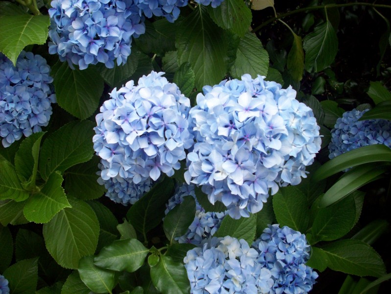 点击大图看下一张：蓝色绣球花图片