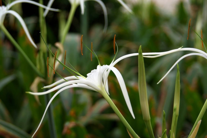 点击大图看下一张：白色蜘蛛兰花卉图片