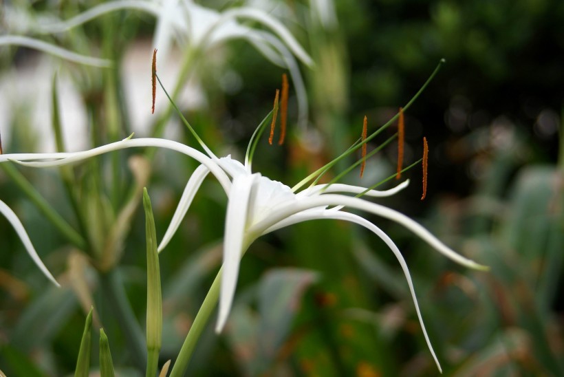 点击大图看下一张：白色蜘蛛兰花卉图片