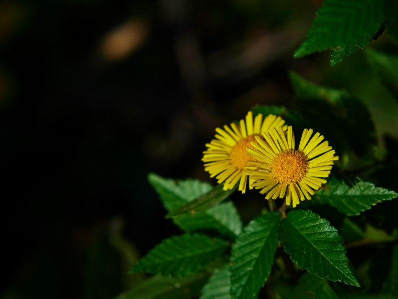 点击大图看下一张：大花旋覆花图片