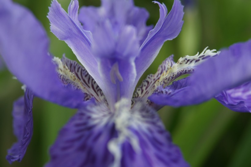 点击大图看下一张：清新鸢尾花卉图片