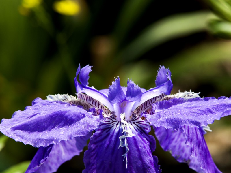 点击大图看下一张：紫色鸢尾花卉图片