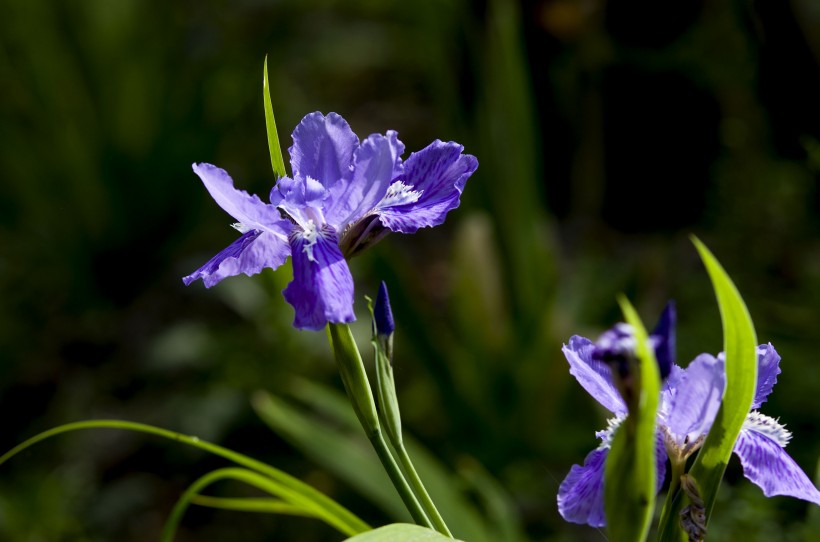 点击大图看下一张：紫色鸢尾花卉图片