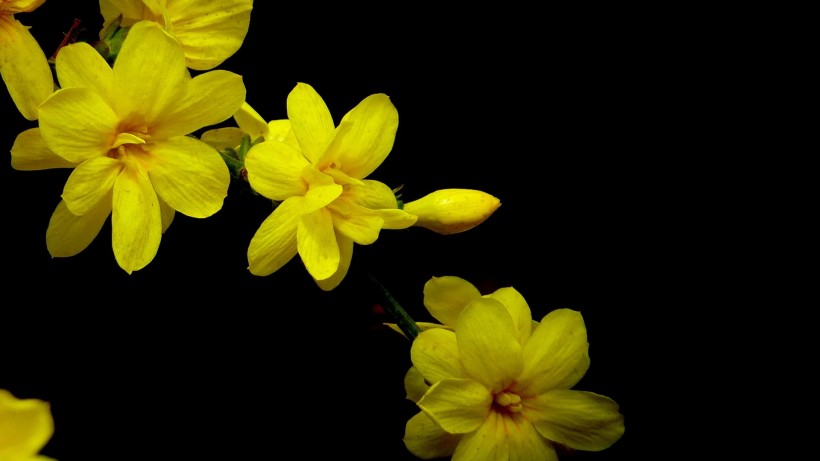 点击大图看下一张：黄色迎春花图片