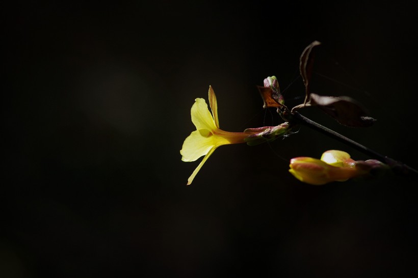 点击大图看下一张：光影下的迎春花图片