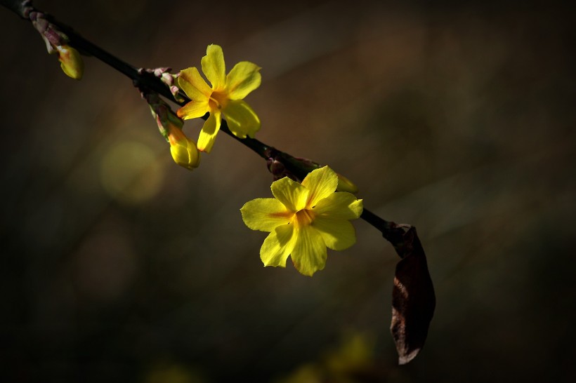 点击大图看下一张：光影下的迎春花图片