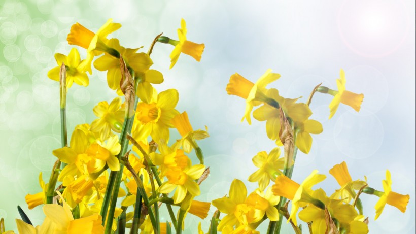 点击大图看下一张：黄色迎春花图片