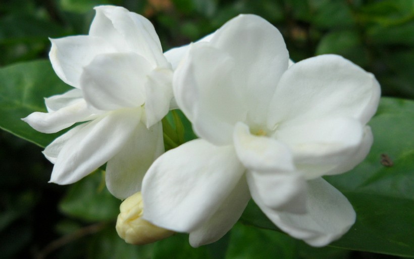 点击大图看下一张：香气浓郁的茉莉花图片