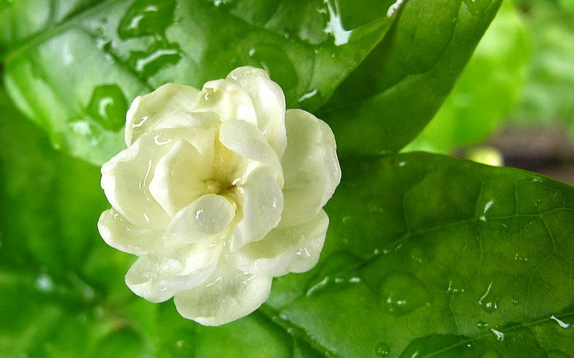 点击大图看下一张：香气浓郁的茉莉花图片
