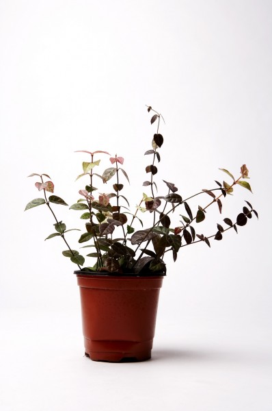 点击大图看下一张:家居盆栽图片