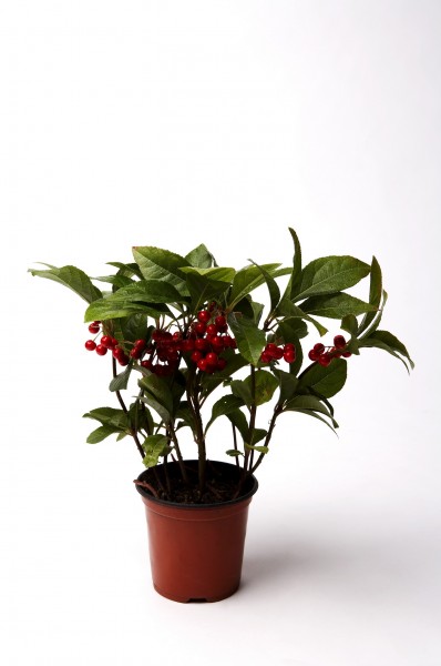 点击大图看下一张：家居盆栽图片