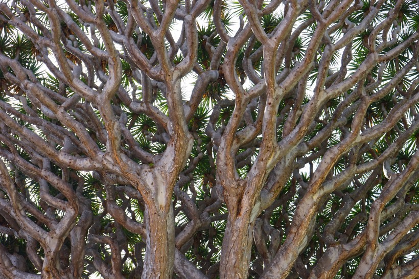 点击大图看下一张：加那利岛龙树图片