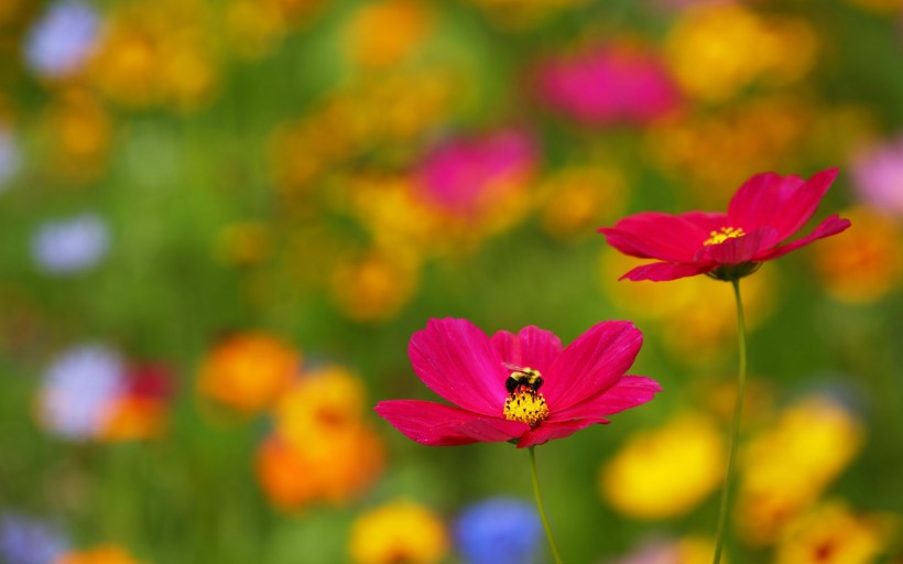 点击大图看下一张：简约唯美的花卉图片