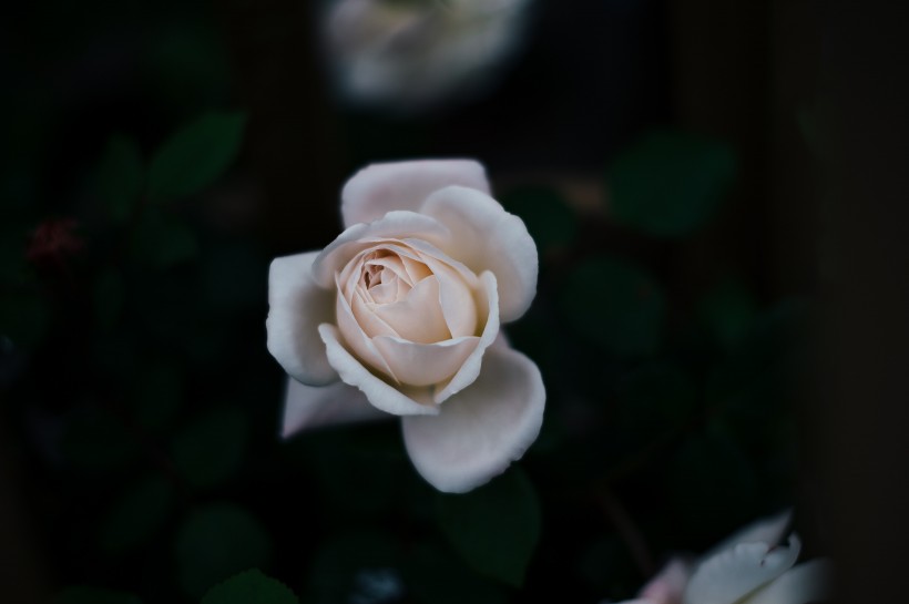 点击大图看下一张：娇嫩的粉玫瑰图片