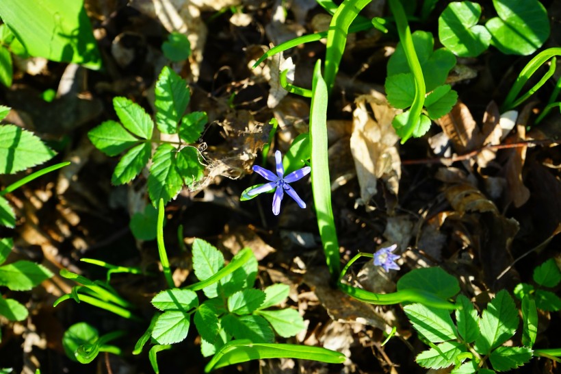 点击大图看下一张：娇小的蓝星花图片