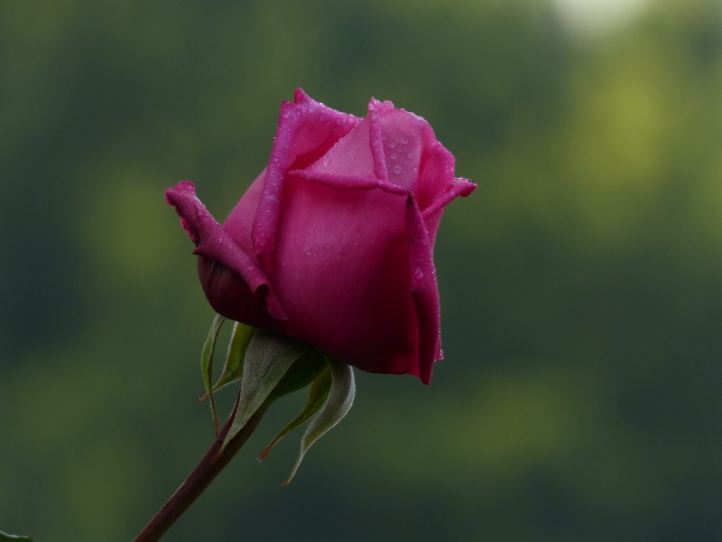 点击大图看下一张：娇艳的玫瑰图片