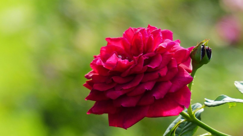 点击大图看下一张：娇艳的玫瑰图片