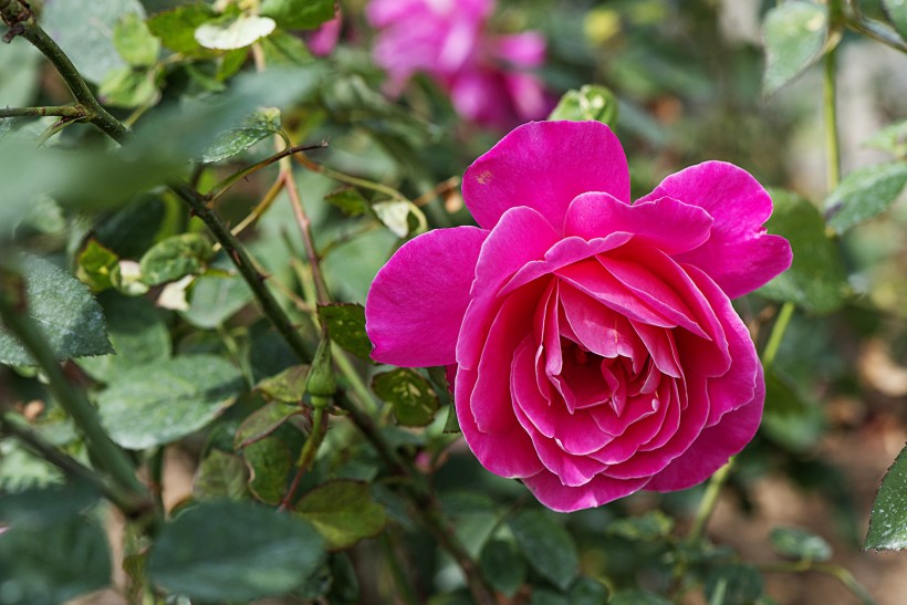 点击大图看下一张：娇艳的玫瑰花图片