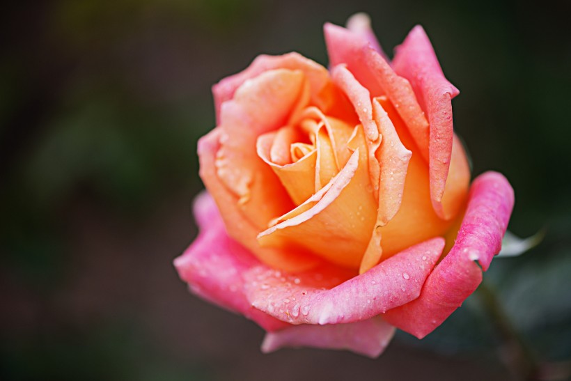 点击大图看下一张：娇艳的玫瑰花图片