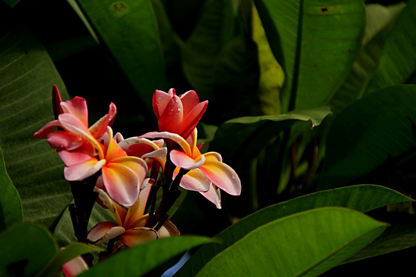 点击大图看下一张:鸡蛋花花卉图片