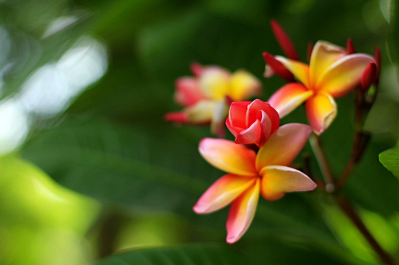 点击大图看下一张:鸡蛋花花卉图片
