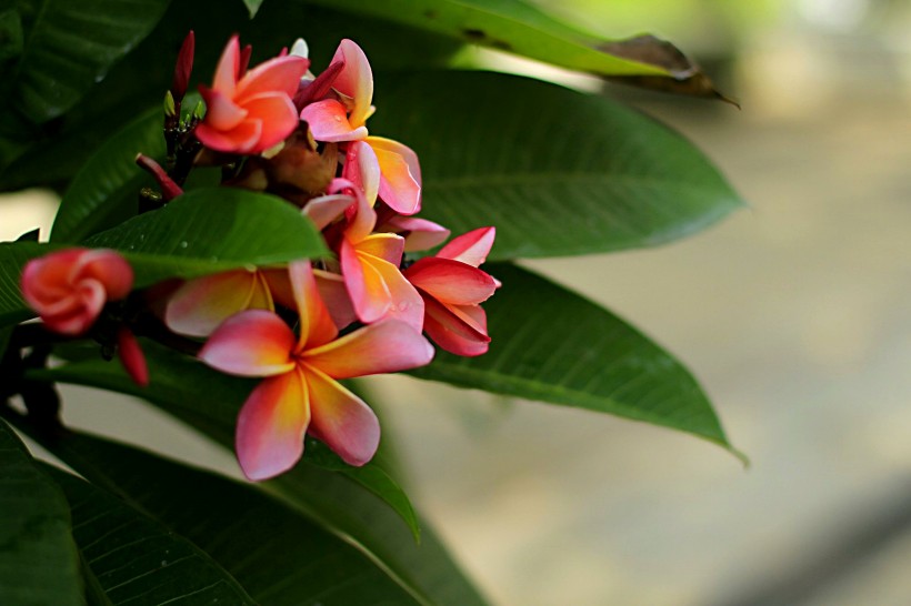 点击大图看下一张:鸡蛋花花卉图片