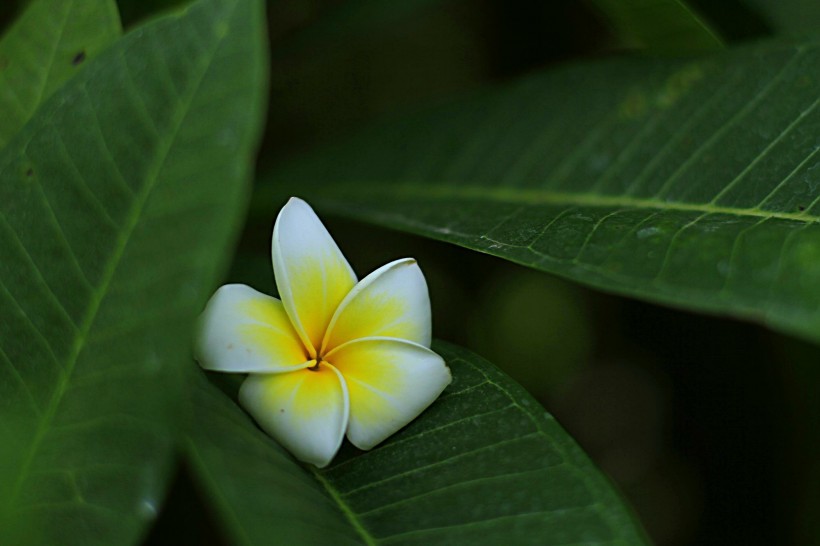 点击大图看下一张:鸡蛋花花卉图片
