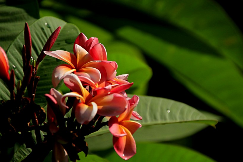 点击大图看下一张:鸡蛋花花卉图片