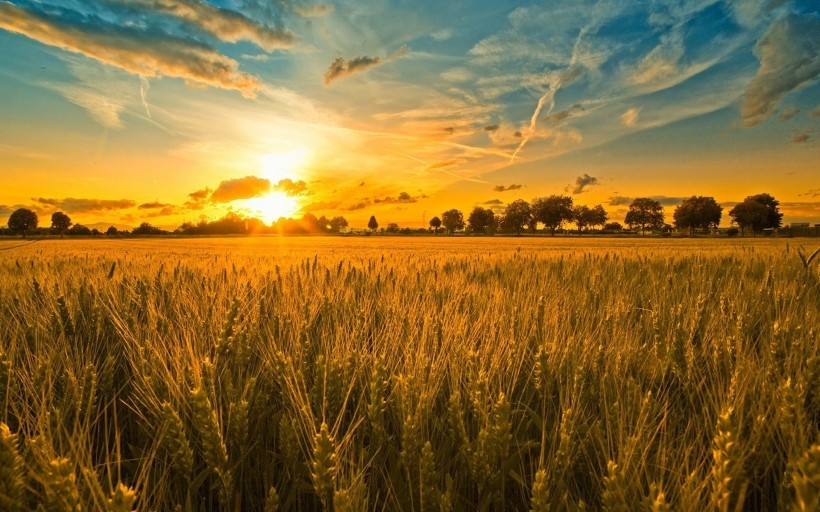 点击大图看下一张：金黄色的广阔麦田图片