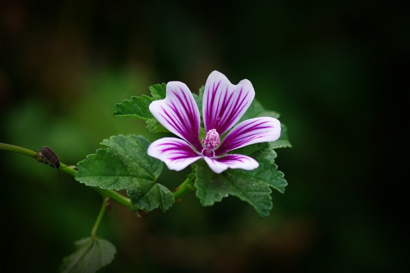点击大图看下一张：紫色锦葵图片