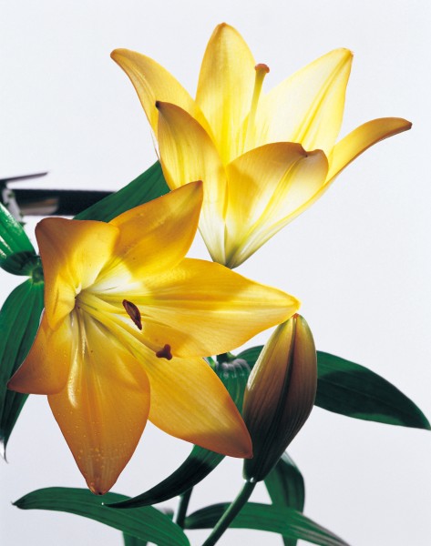 点击大图看下一张：金色百合花朵图片