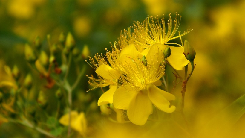 点击大图看下一张：金丝桃图片