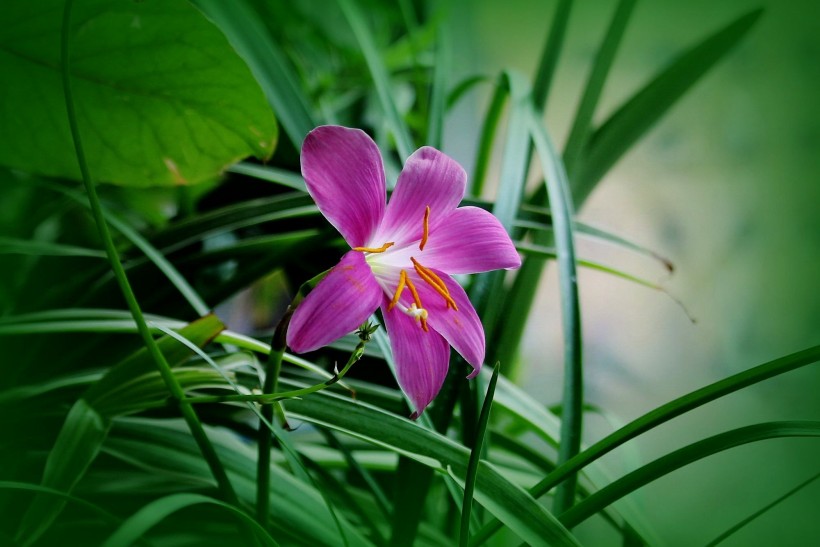 点击大图看下一张：紫红色韭菜兰图片