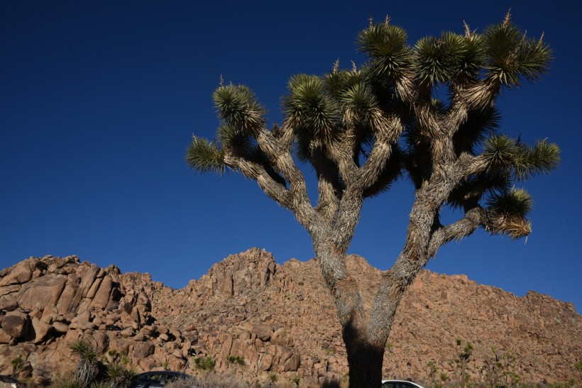 点击大图看下一张：美国沙漠里的约书亚树图片