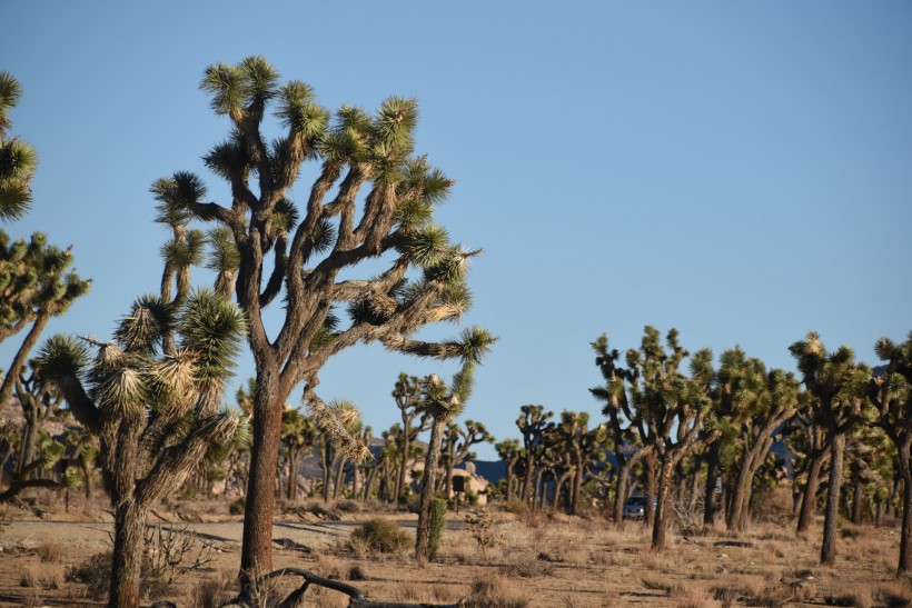点击大图看下一张：美国沙漠里的约书亚树图片