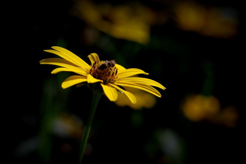 点击大图看下一张：黄菊花图片