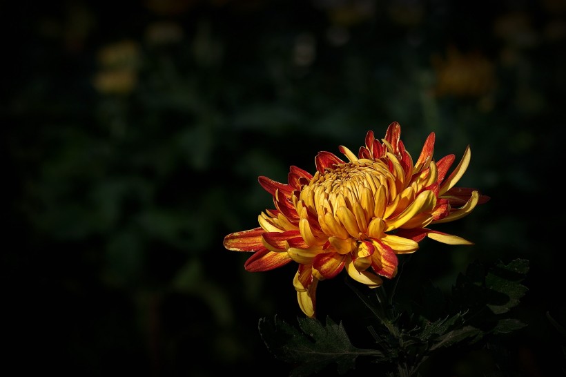 点击大图看下一张：娇艳的菊花图片