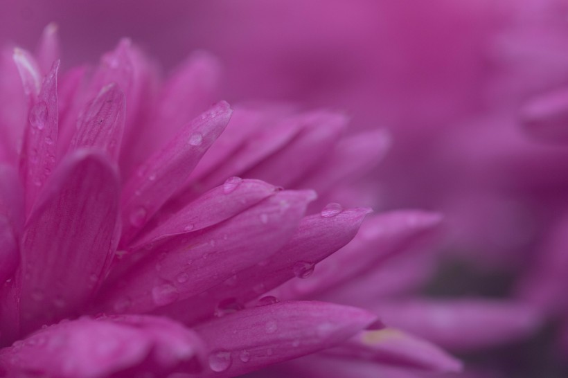 点击大图看下一张：漂亮的紫色菊花微距图片