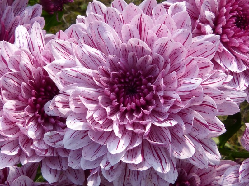 点击大图看下一张：色彩艳丽的菊花图片