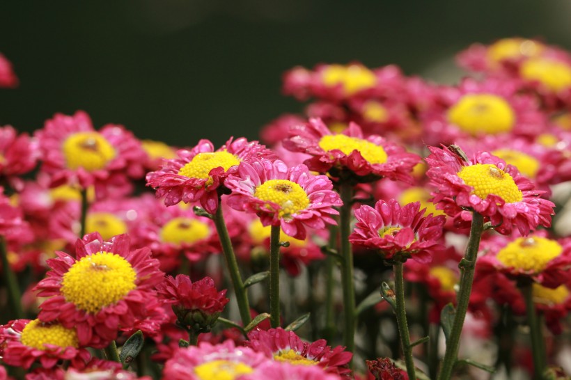 点击大图看下一张：灿烂盛开的菊花图片