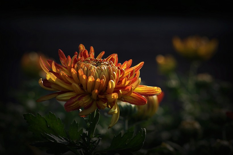 点击大图看下一张：娇艳的菊花图片