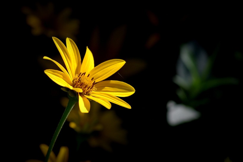 点击大图看下一张：黄菊花图片