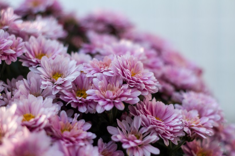 点击大图看下一张：色彩艳丽的菊花图片