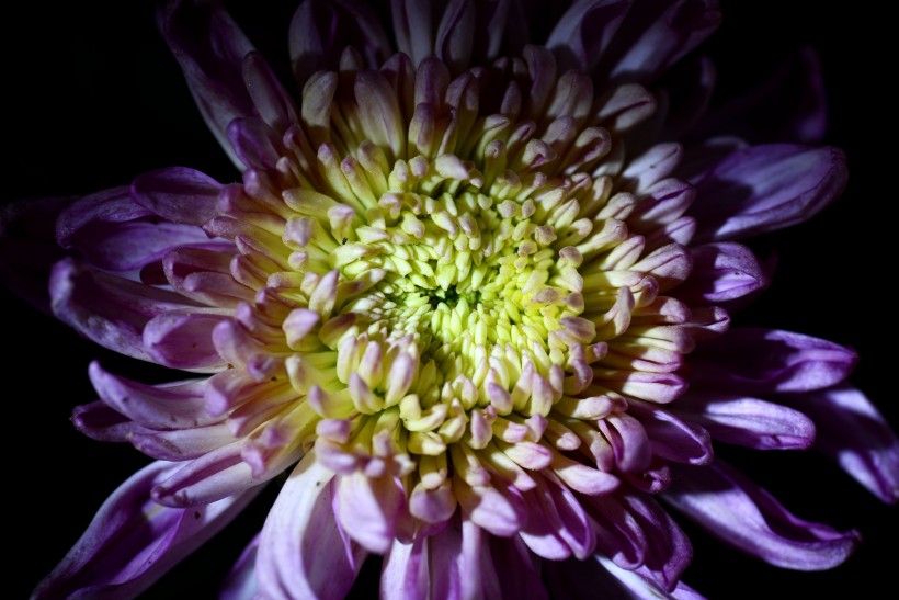 点击大图看下一张：光影下的菊花图片