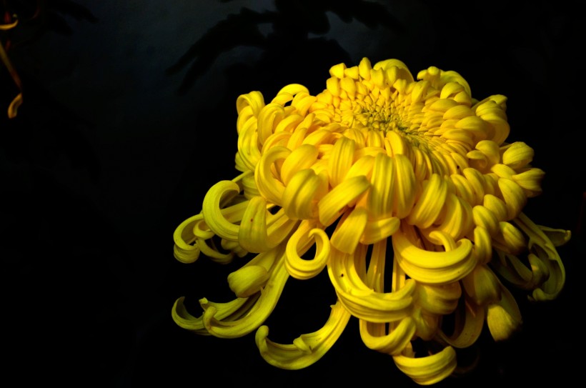 点击大图看下一张:各种颜色的菊花图片